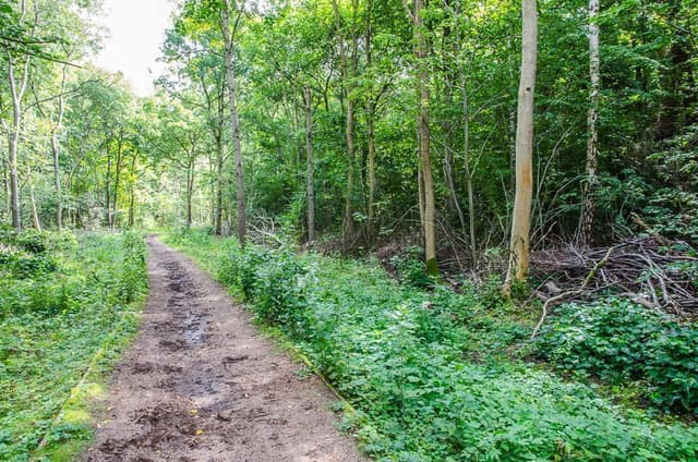 Skellingthorpe Old Wood Circular Walk