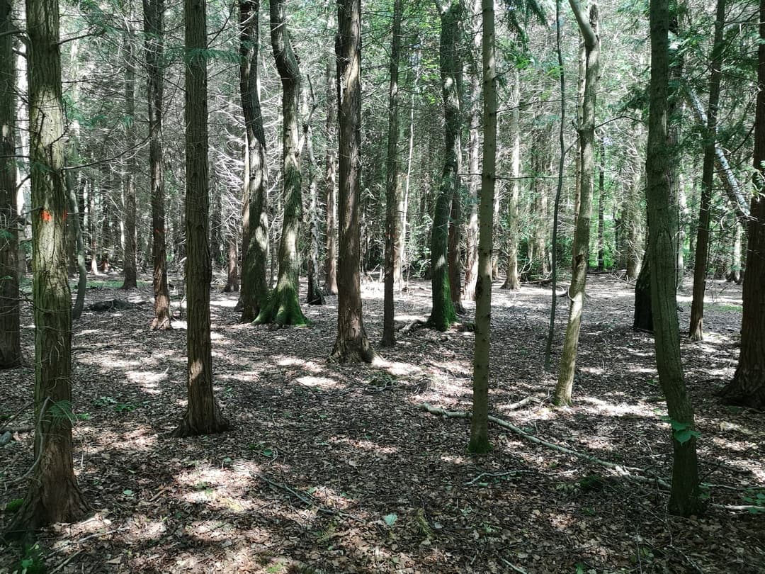 Bardney Limewoods National Nature Reserve- College & Thistle Storr Wood - image 1