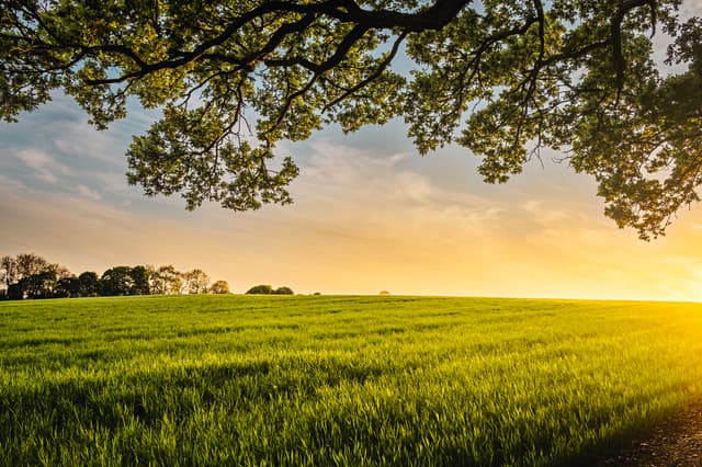 Lincolnshire Limewoods Walks- Wragby & Goltho Short Walk
