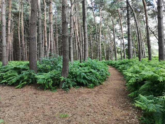 Potterhanworth and Burnt Woods Woodland Walk