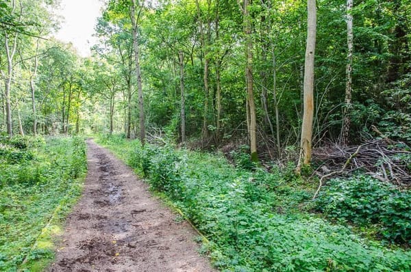 Skellingthorpe Old Wood Circular Walk