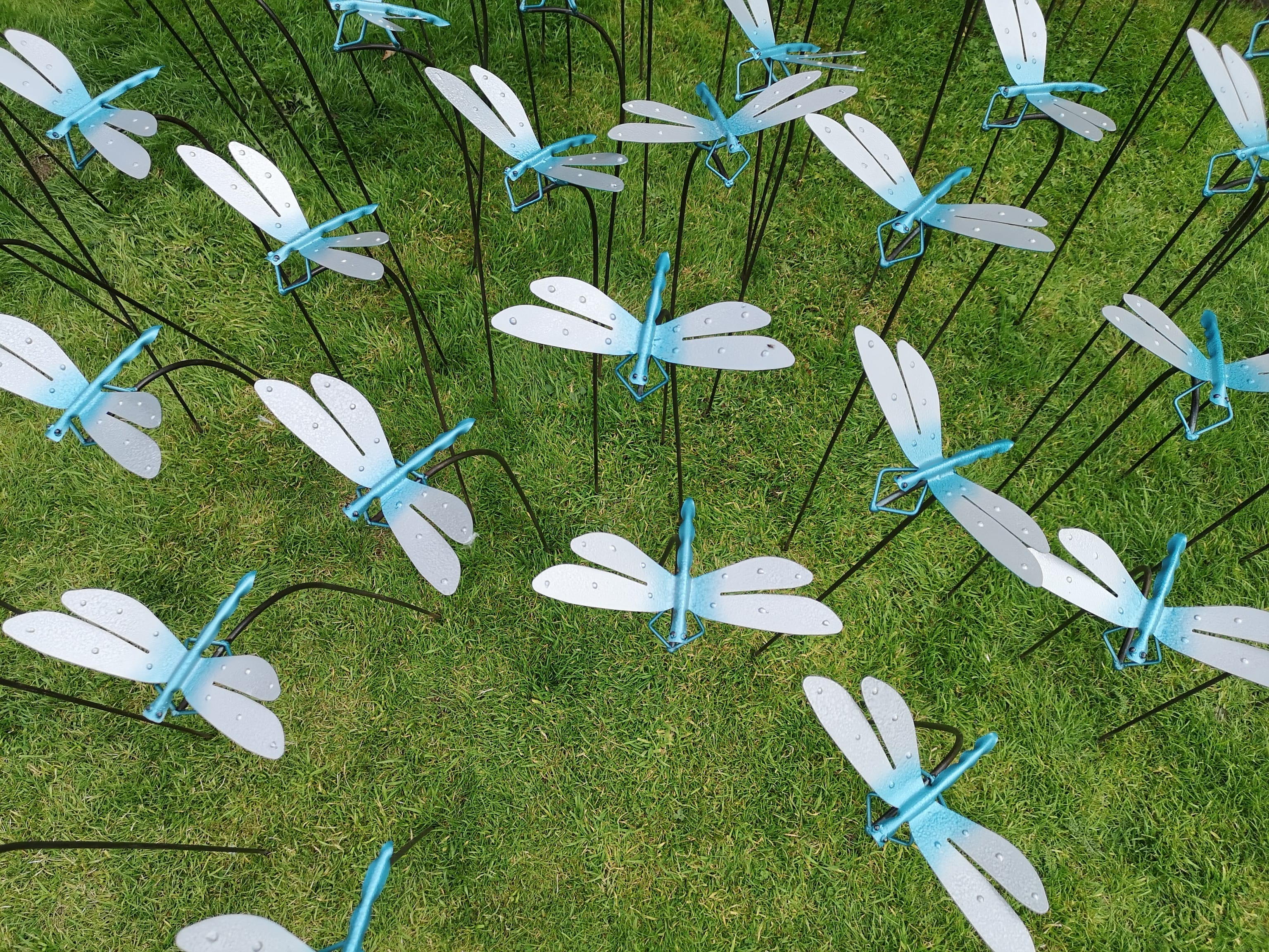 Dragonflies at Doddington Display