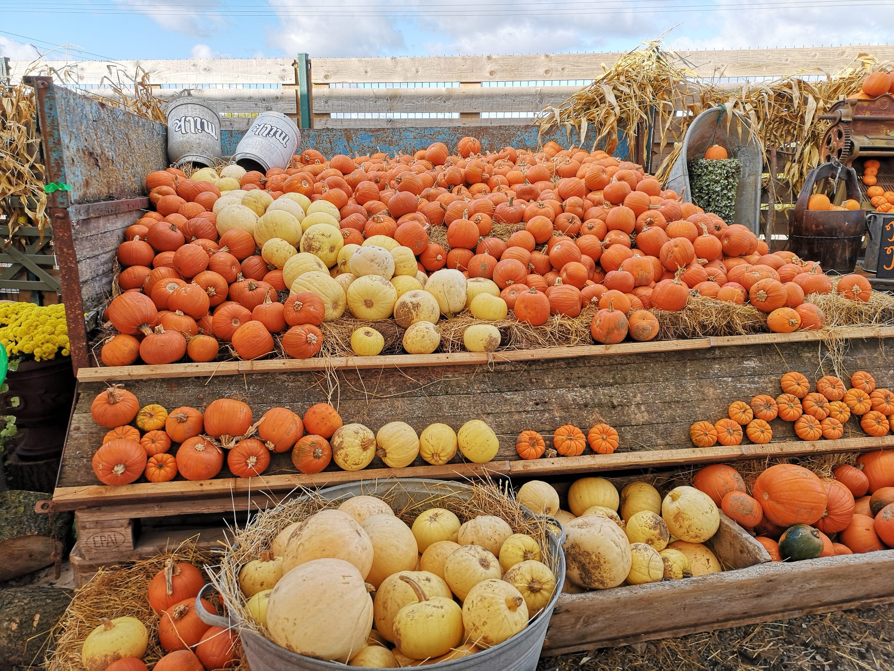 Pumpkin Picking in Lincolnshire