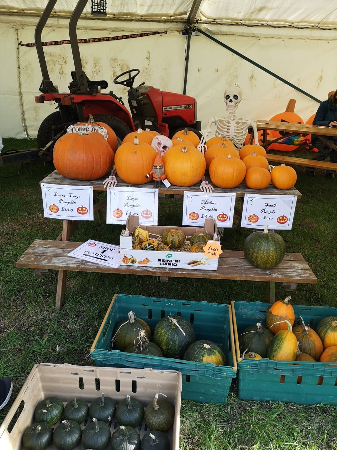 Willow Farm PYO Pumpkins Lincolnshire - image 2