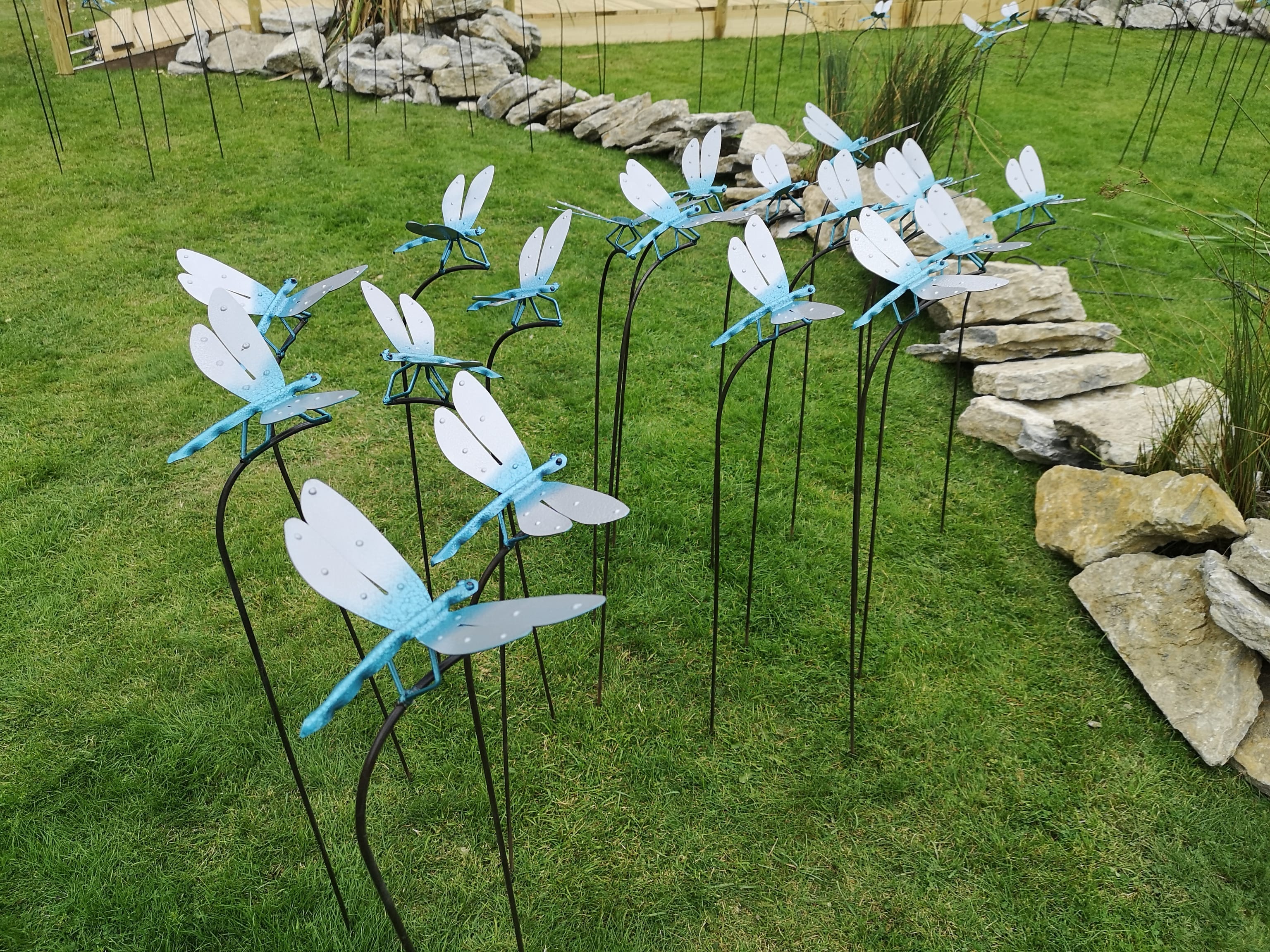 Dragonflies at Doddington Display