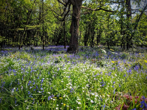 Rigsby Wood