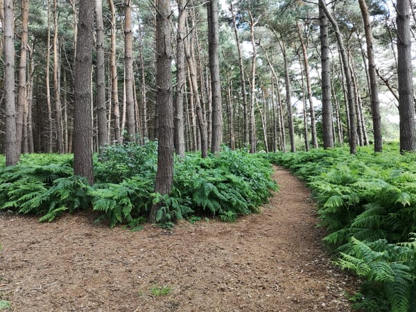 Potterhanworth and Burnt Woods Woodland Walk