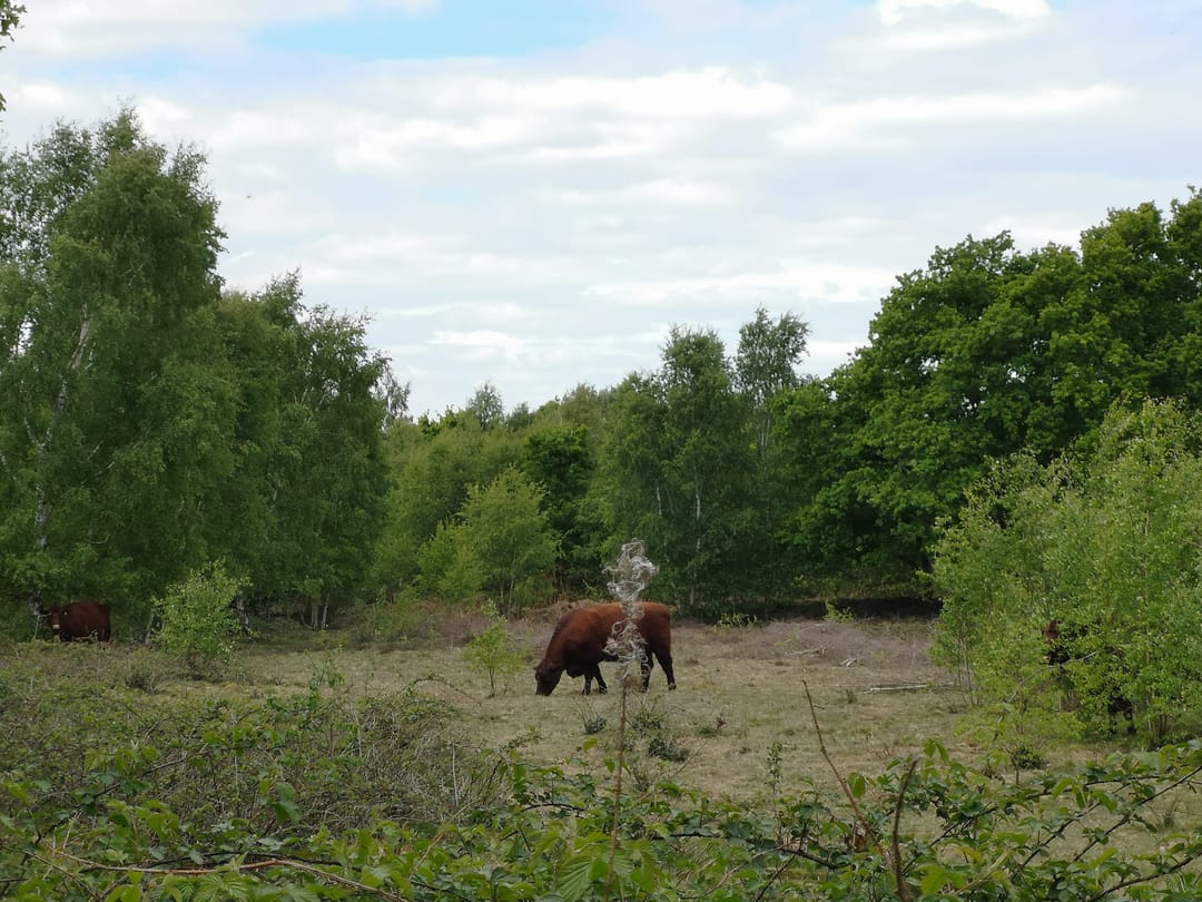 Spalford Warren Nature Reserve - image 2