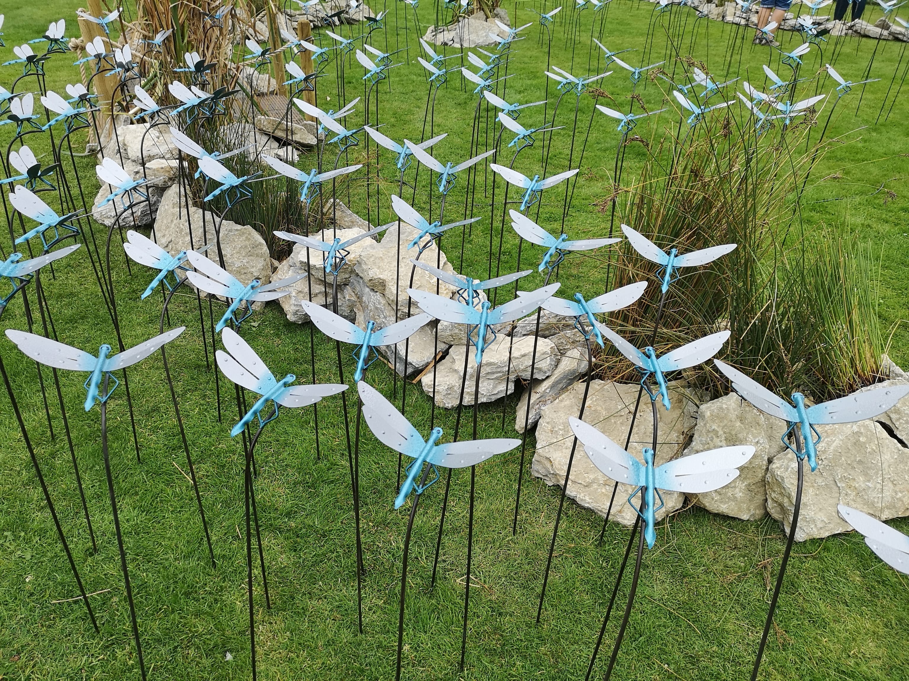 Dragonflies at Doddington Display