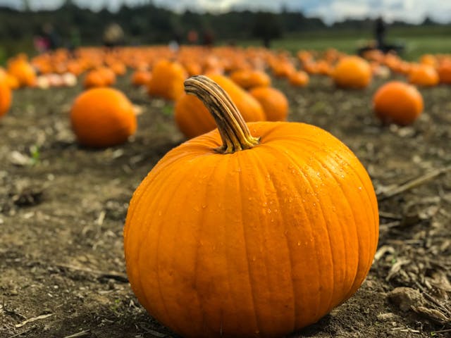 Pumpkin Picking in Lincolnshire