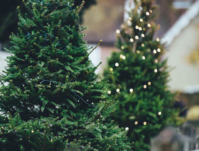 Best Places to Buy Real Christmas Trees in Lincolnshire
