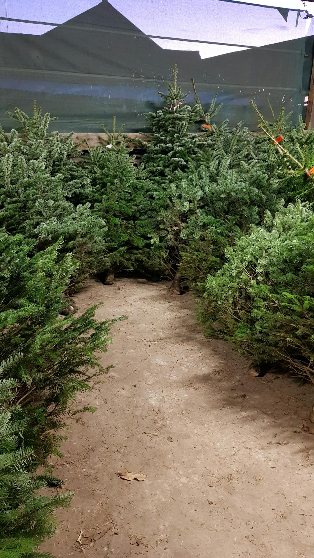 Hall Farm Christmas Shop & Christmas Trees - image 1