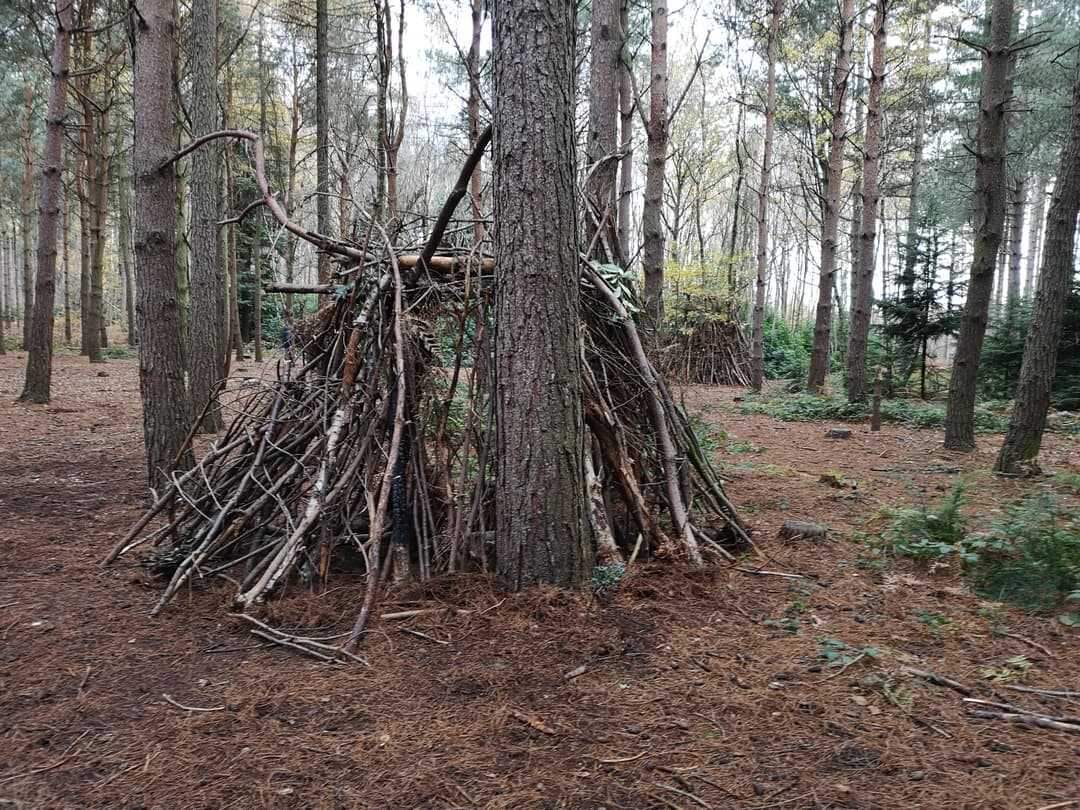 Stapleford Woods, Lincolnshire - image 1