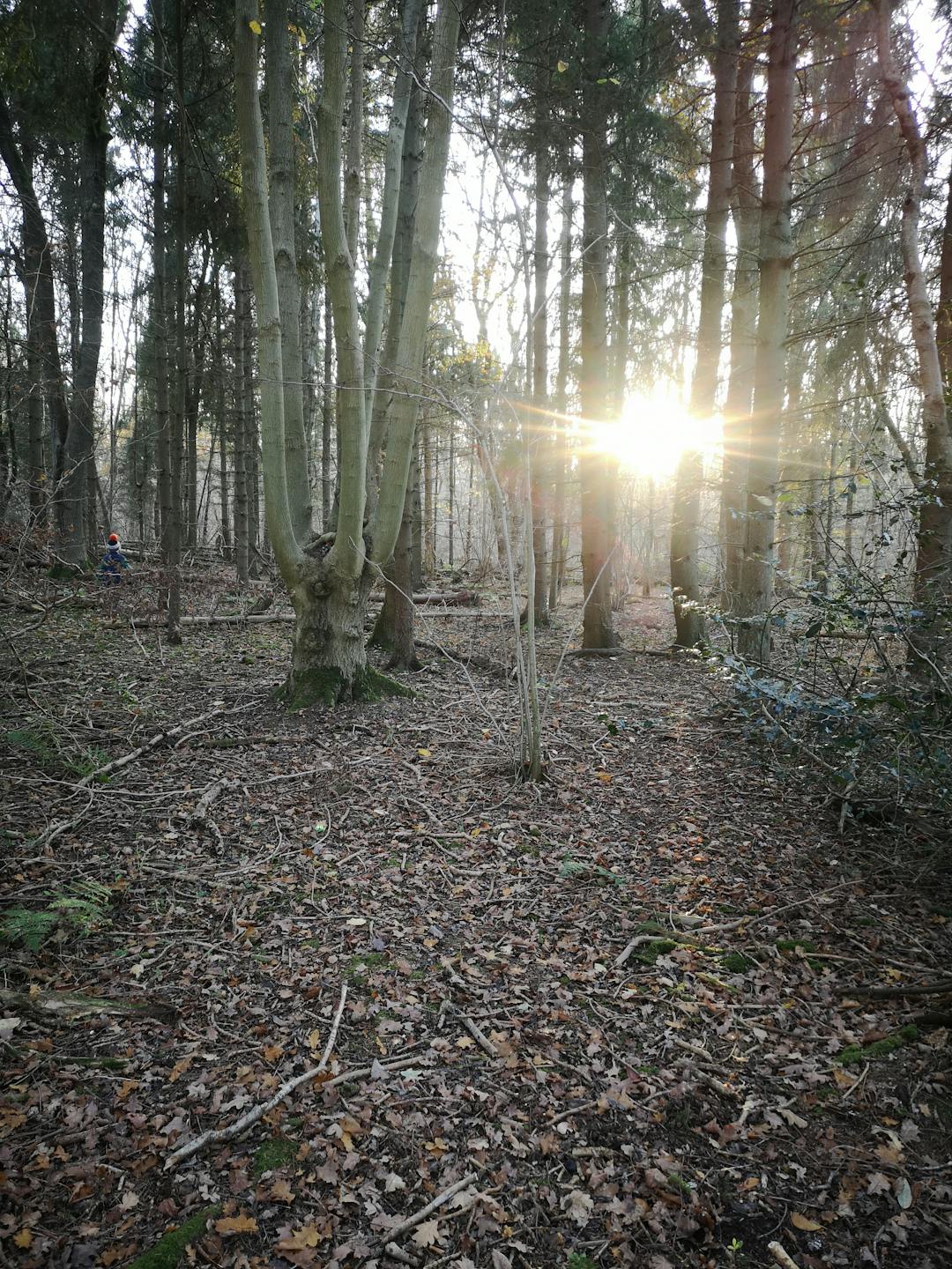 Stapleford Woods, Lincolnshire - image 1