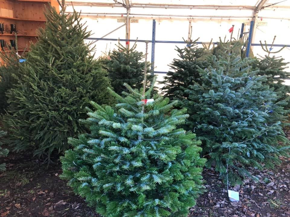 Willow Farm Country Store Lincoln - image 2